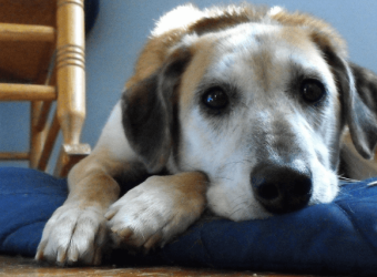 Recognizing Signs of Pain in Your Pet