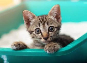 The Secret to Potty Training Your Cat and Solving Litter Box Aversion