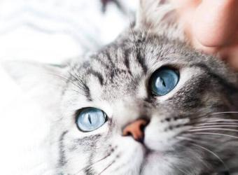 National Cat Health Month: Ensuring Your Feline Has a Long, Fulfilling Life