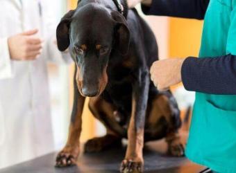 Signs of Dog Cancer That You Should Never Ignore