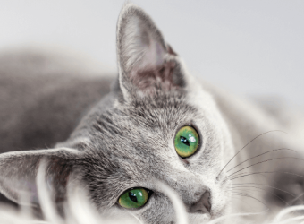 7 Signs Your Cat May Be Sick That Warrant a Call to the Vet