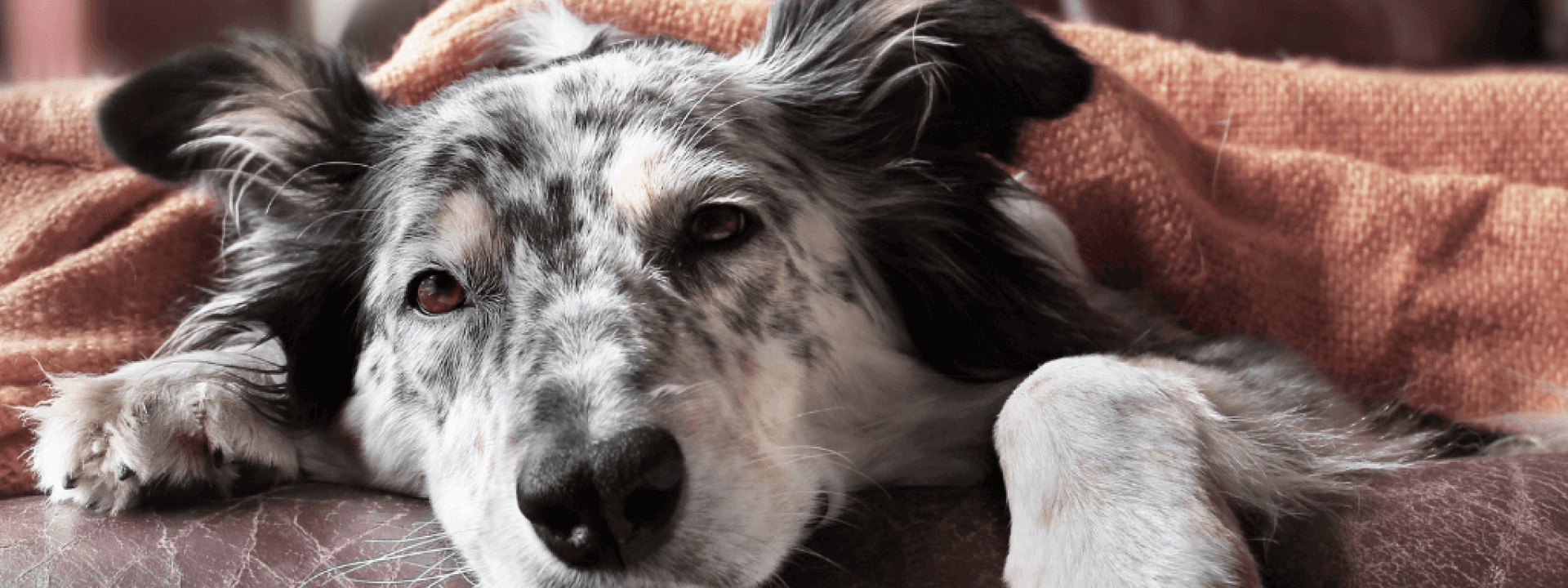 What You Need To Know About The Recent Canine Influenza Outbreaks