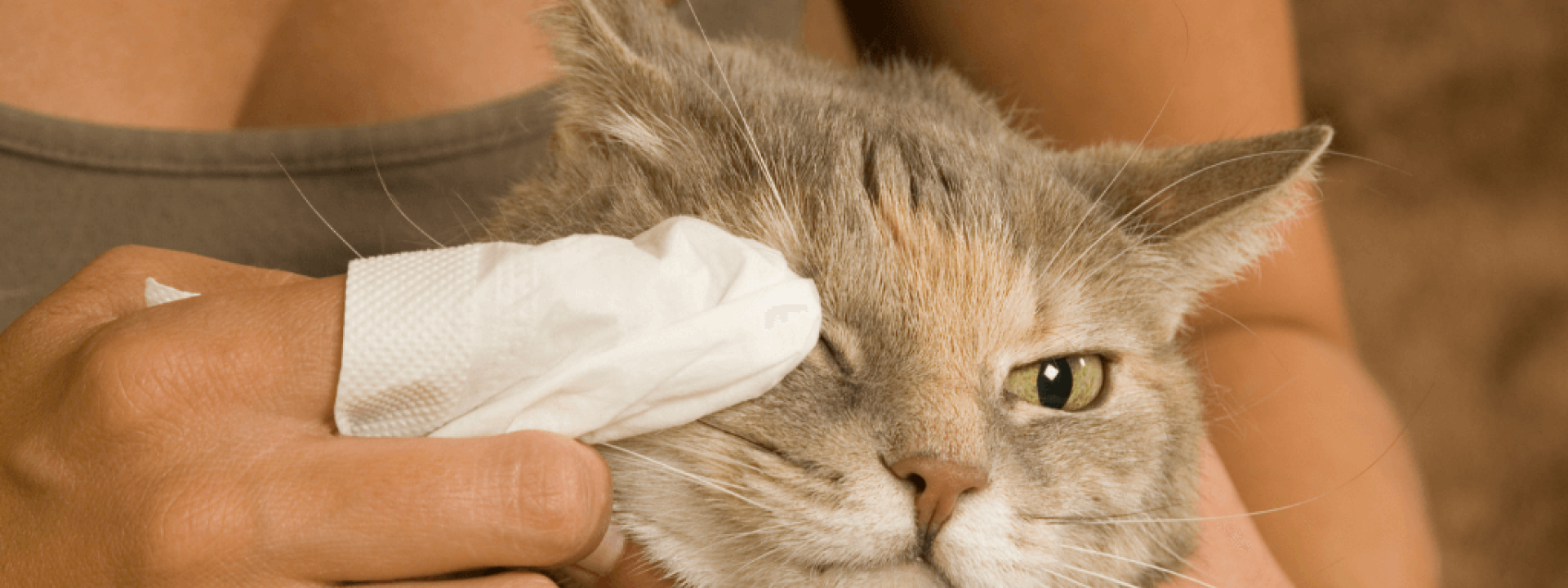 cat conjunctivitis