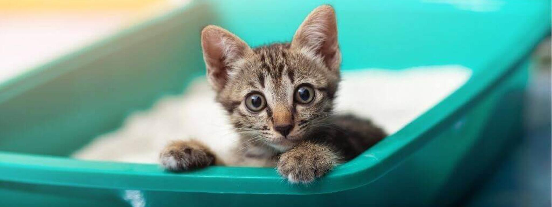 The Secret to Potty Training Your Cat and Solving Litter Box Aversion