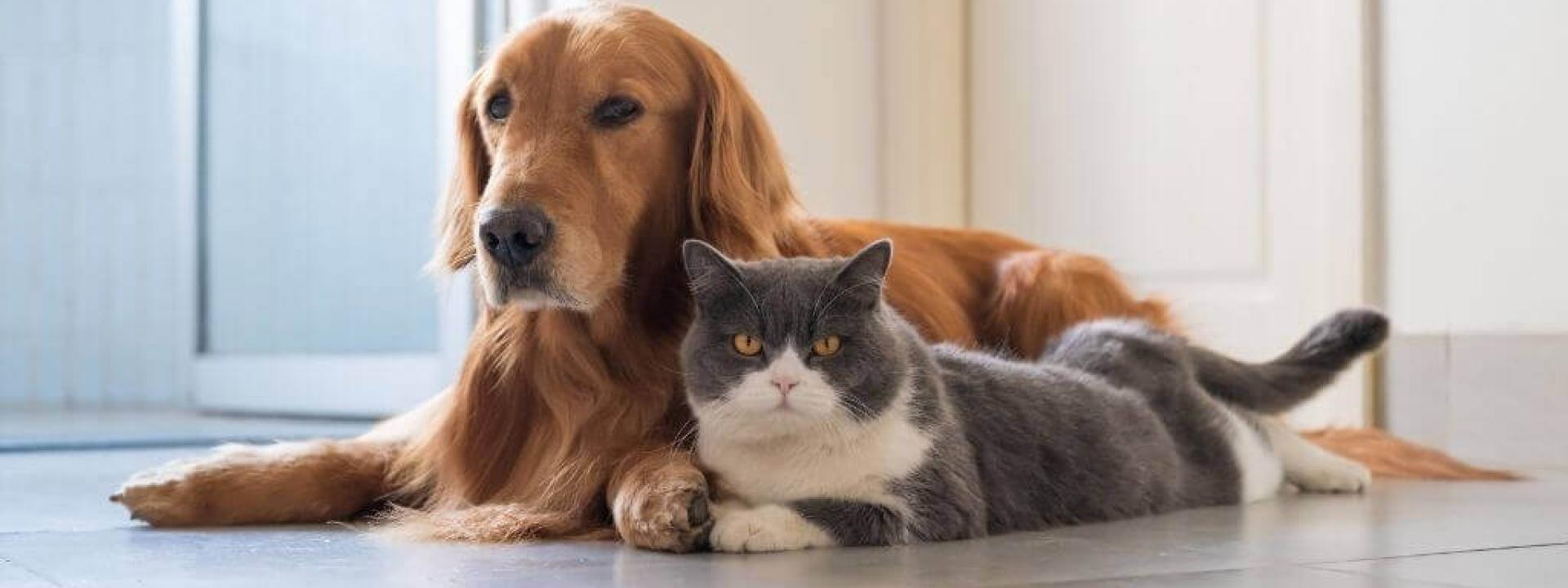 How to Easily Care For Your Diabetic Pet At Home