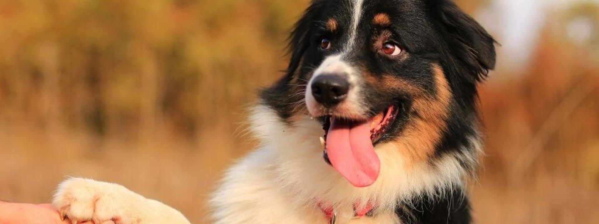 How to Train an Australian Shepherd Puppy: Timeline & Milestones