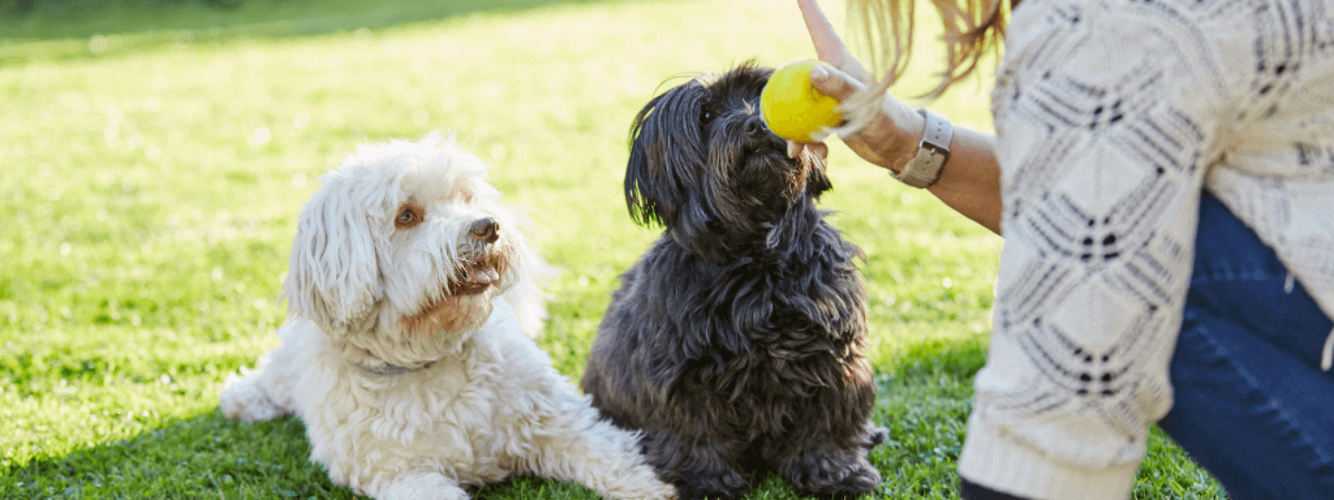 dog behavior training