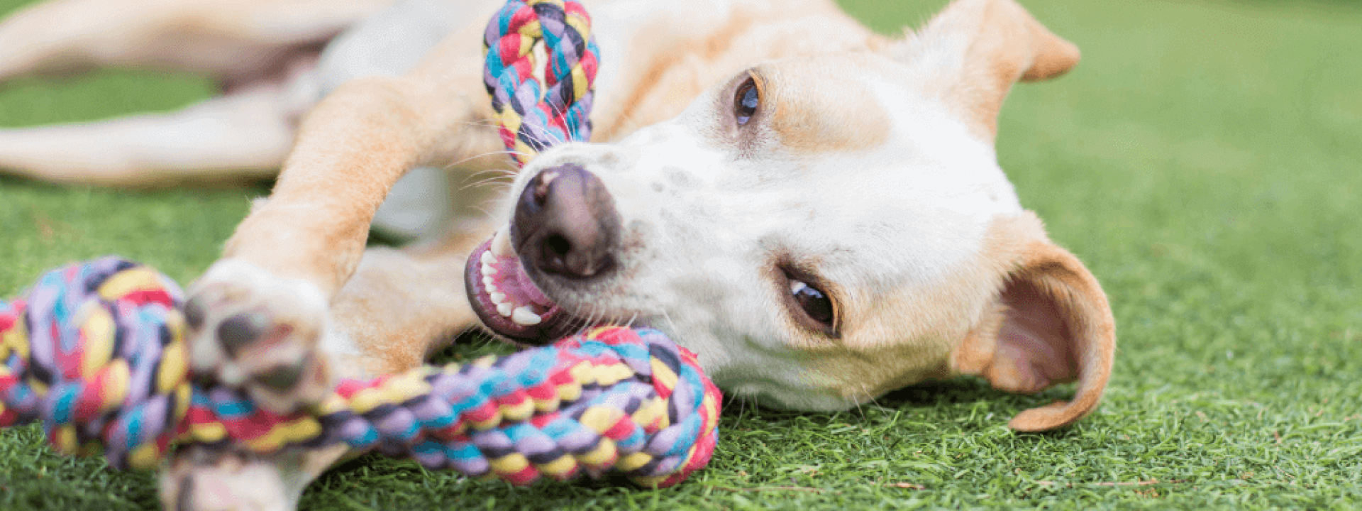 doggy daycare benefits