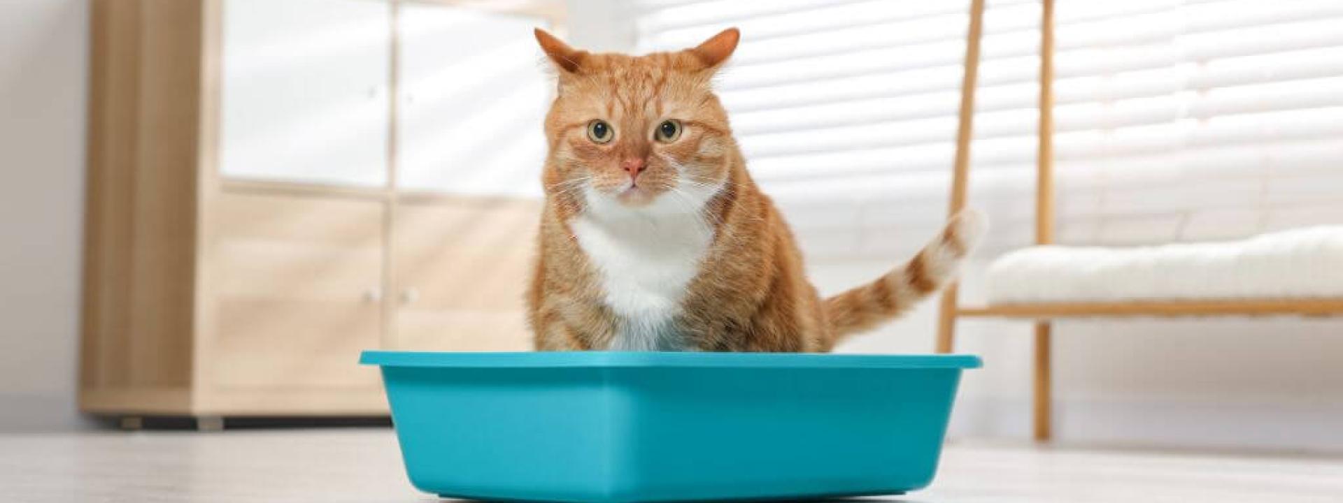 Cat looking at litter box, cat urinary blockage.