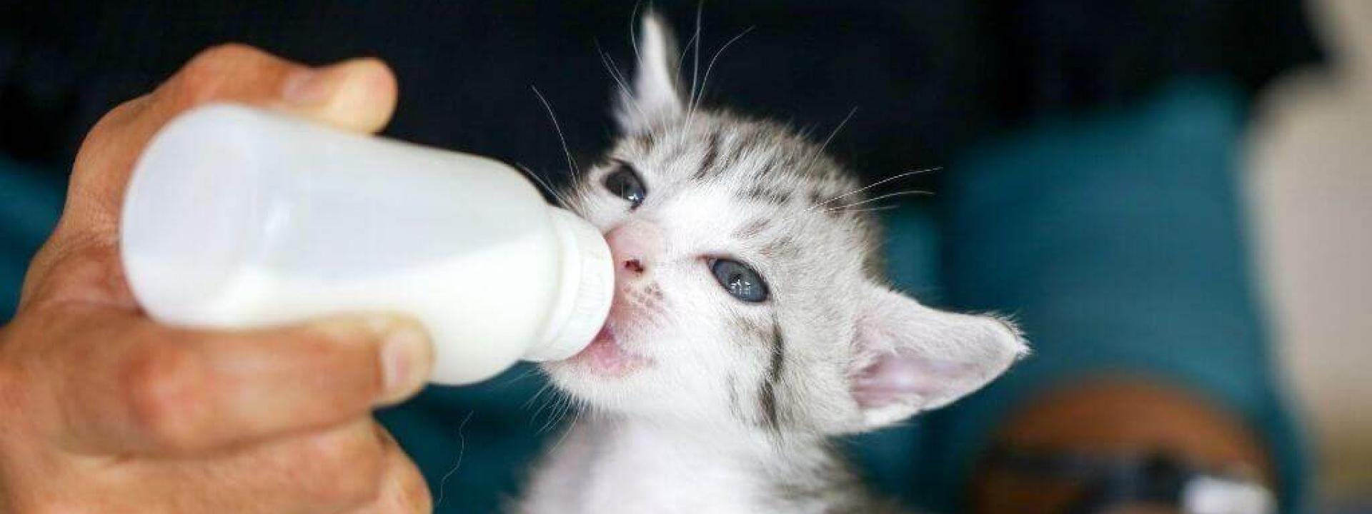 Can kittens drink 2024 human baby formula