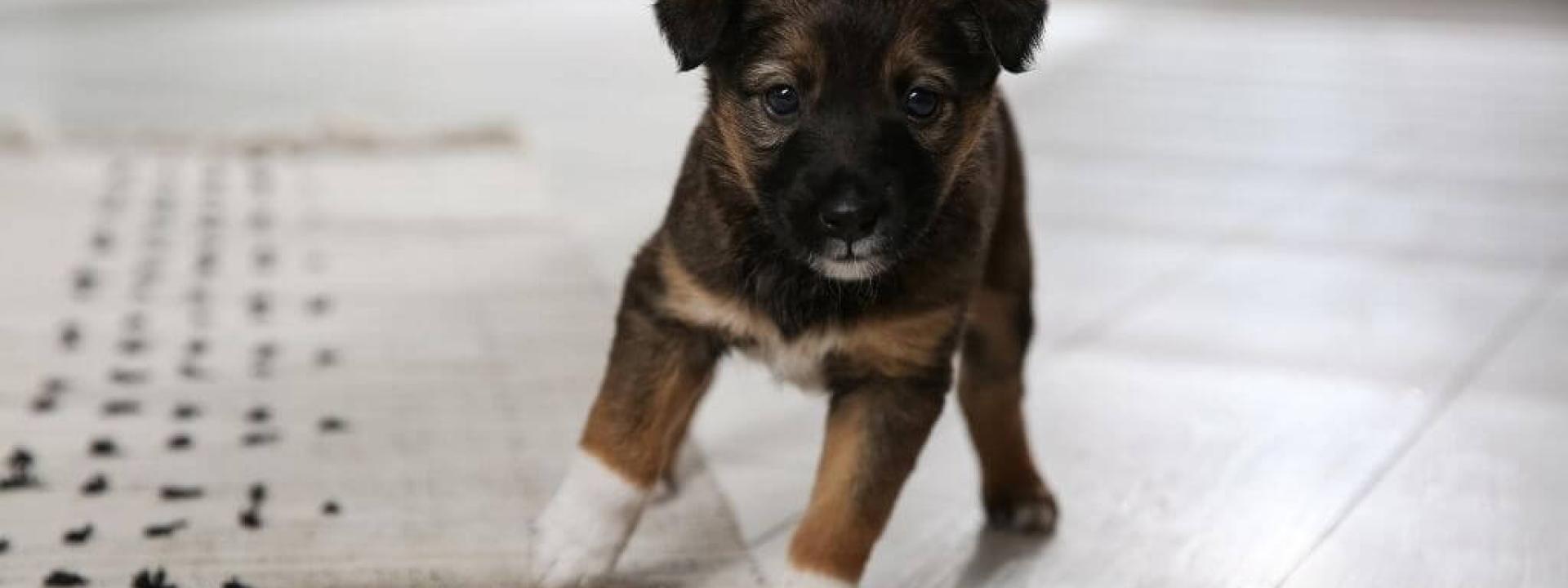 German shepherd clearance house training