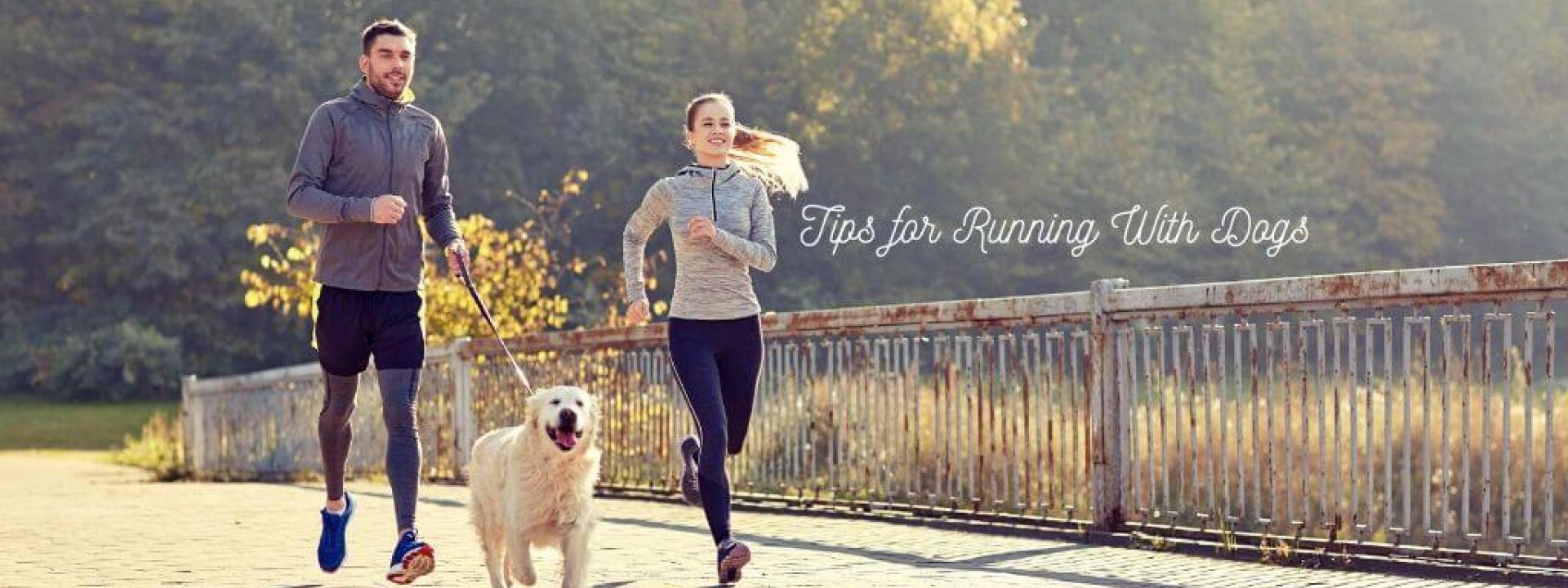 when can you start running with a dog