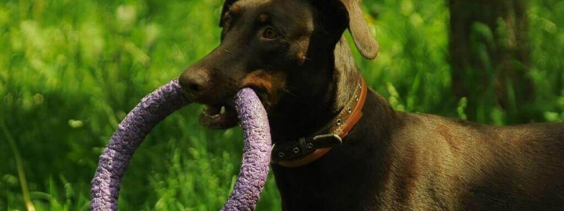 Can puppies have rawhide chew toys best sale